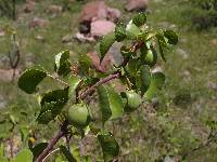 Jatropha cardiophylla image