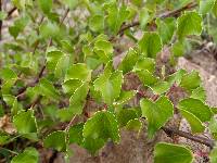 Jatropha cardiophylla image