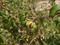 Jatropha cordata image