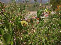 Jatropha cordata image