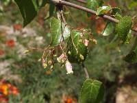 Jatropha cordata image