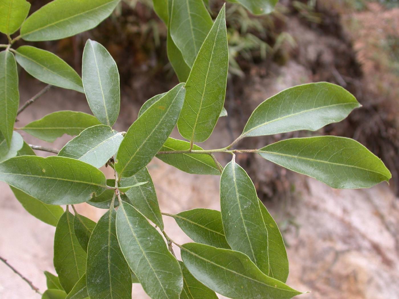 Quercus ocoteifolia image