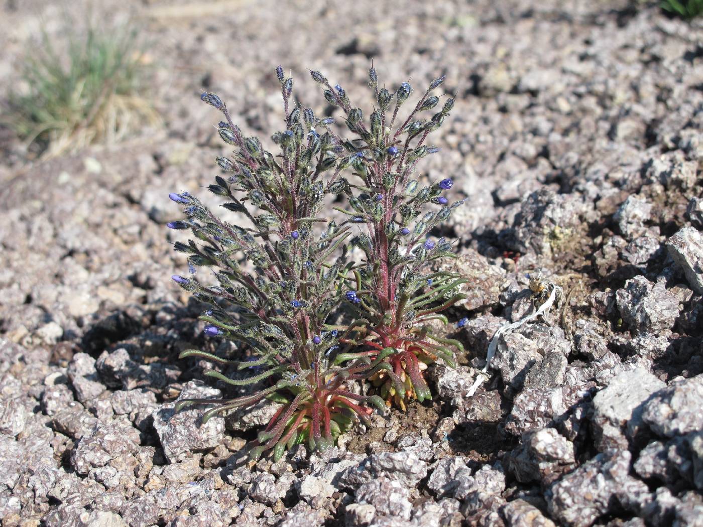 Aliciella sedifolia image