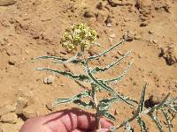 Asclepias macrosperma image