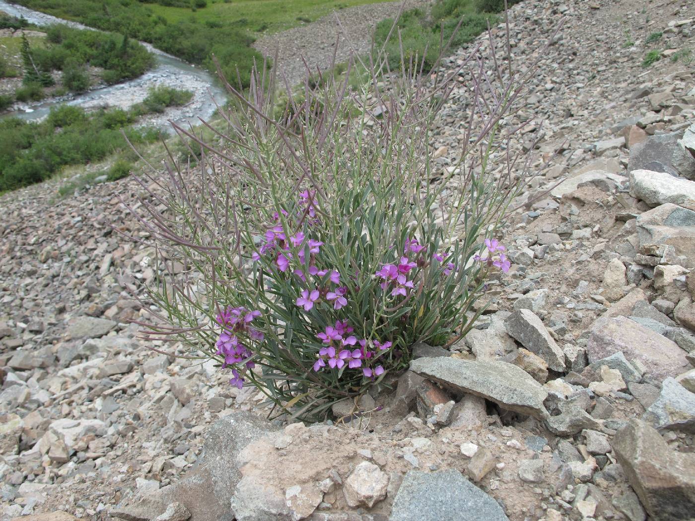 Erysimum capitatum var. nivale image