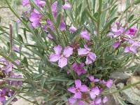 Erysimum capitatum var. nivale image