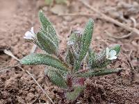 Phlox gracilis image