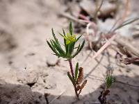 Navarretia breweri image