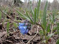 Mertensia brevistyla image