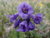 Polemonium viscosum image