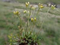 Draba crassifolia image