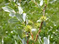 Salix wolfii image