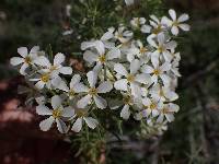 Linanthus nuttallii image