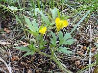 Ranunculus macounii image