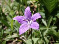 Campanula parryi image