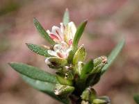 Polygonum polygaloides image