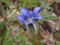 Gentiana parryi image