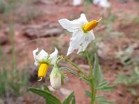 Solanum jamesii image