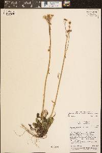 Packera neomexicana var. mutabilis image