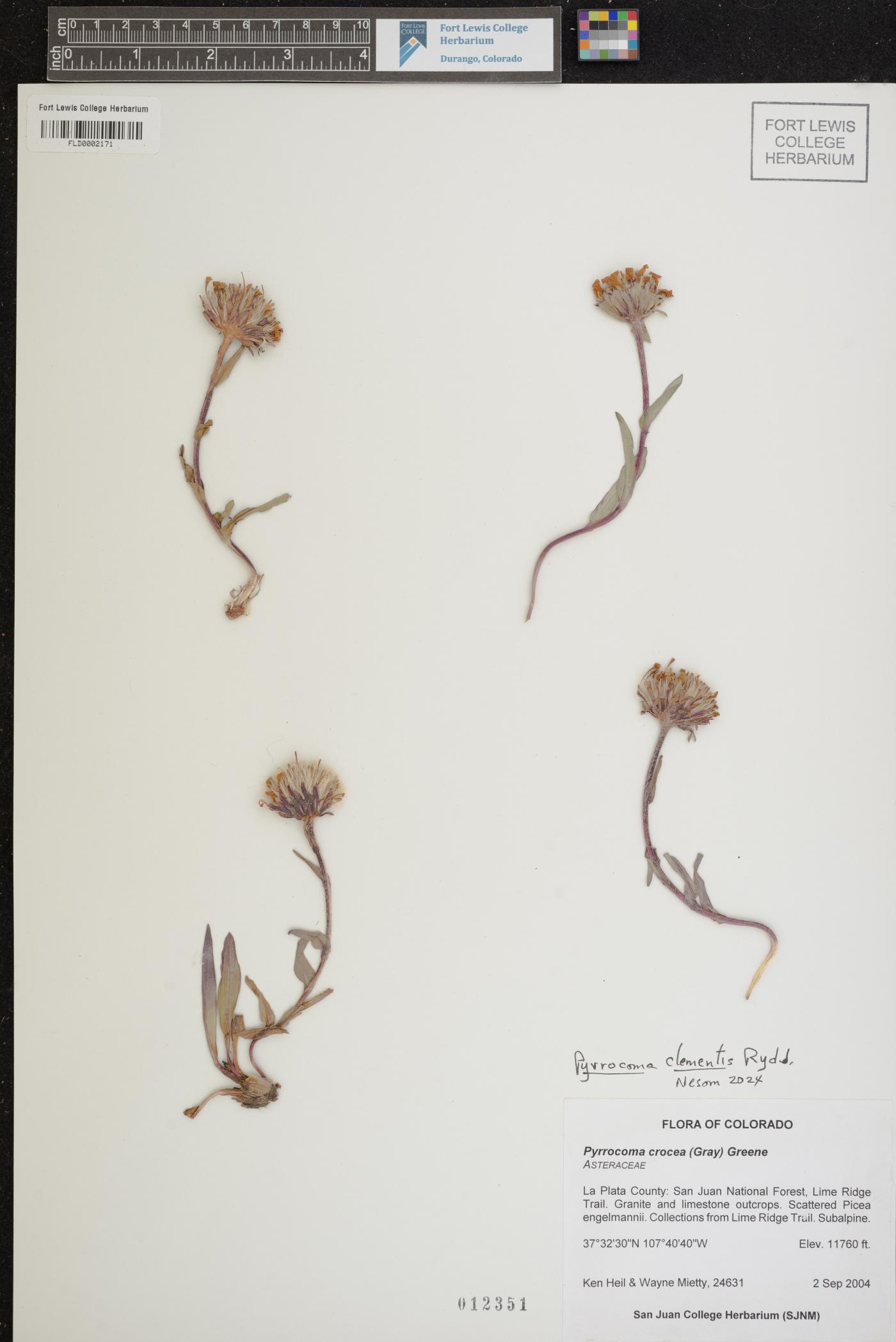 Pyrrocoma clementis image