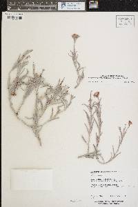 Eriogonum leptophyllum image