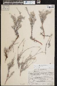 Eriogonum wrightii image