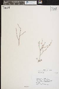 Eriogonum palmerianum image