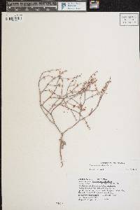 Eriogonum palmerianum image