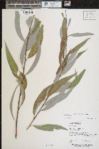 Salix × fragilis image