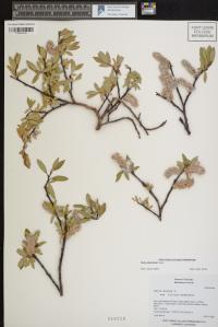Salix planifolia image