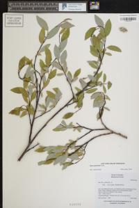 Salix planifolia image