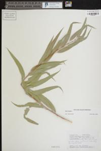 Salix × fragilis image
