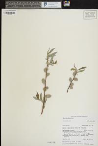 Salix monticola image