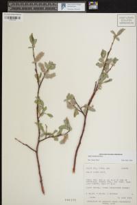 Salix monticola image