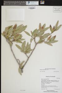 Populus angustifolia image