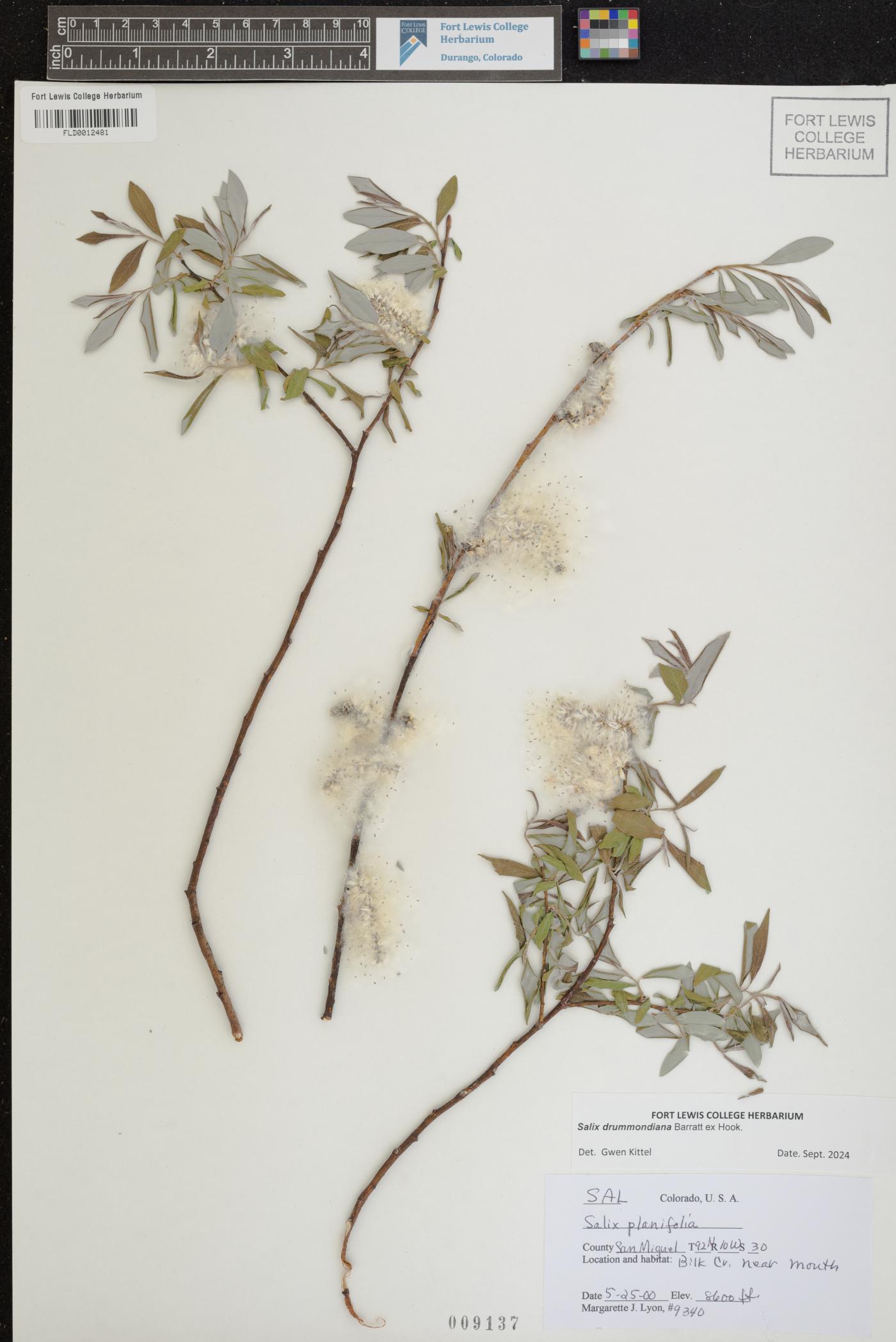 Salix drummondiana image