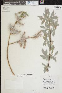 Salix ligulifolia image