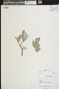 Salix arctica image