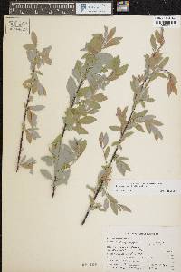 Salix ligulifolia image