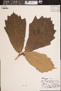 Quercus crassifolia image