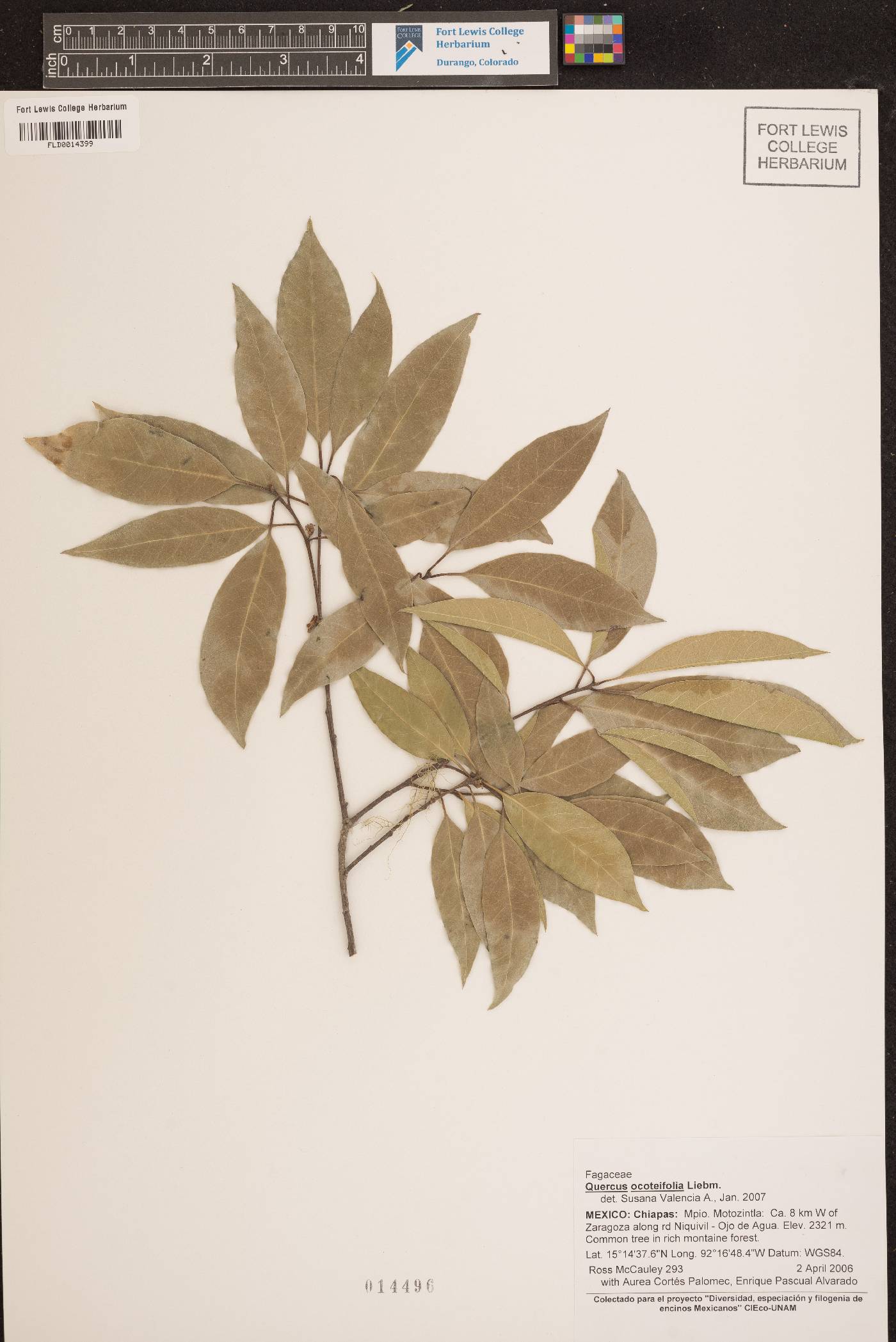 Quercus ocoteifolia image