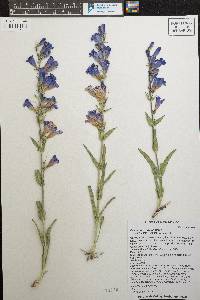 Penstemon strictus image