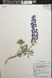 Lupinus argenteus var. argenteus image