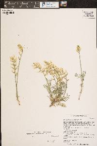 Astragalus flavus image