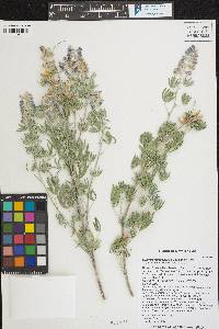 Lupinus leucophyllus image