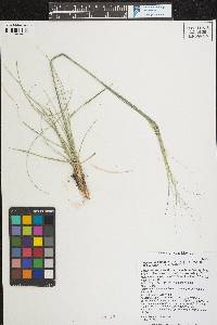 Hesperostipa comata image