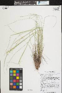 Eriocoma hymenoides image