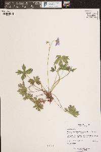 Geranium viscosissimum image