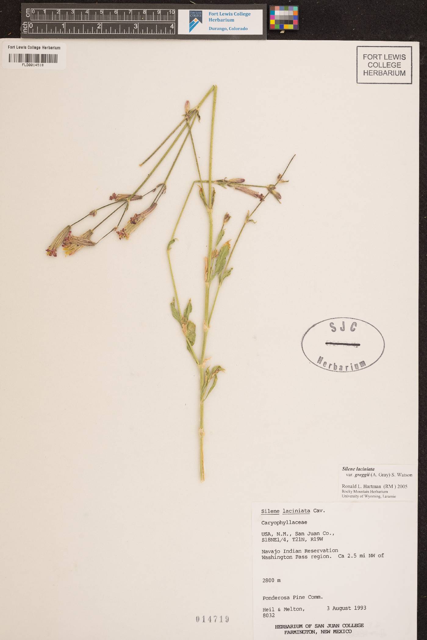 Silene laciniata subsp. greggii image