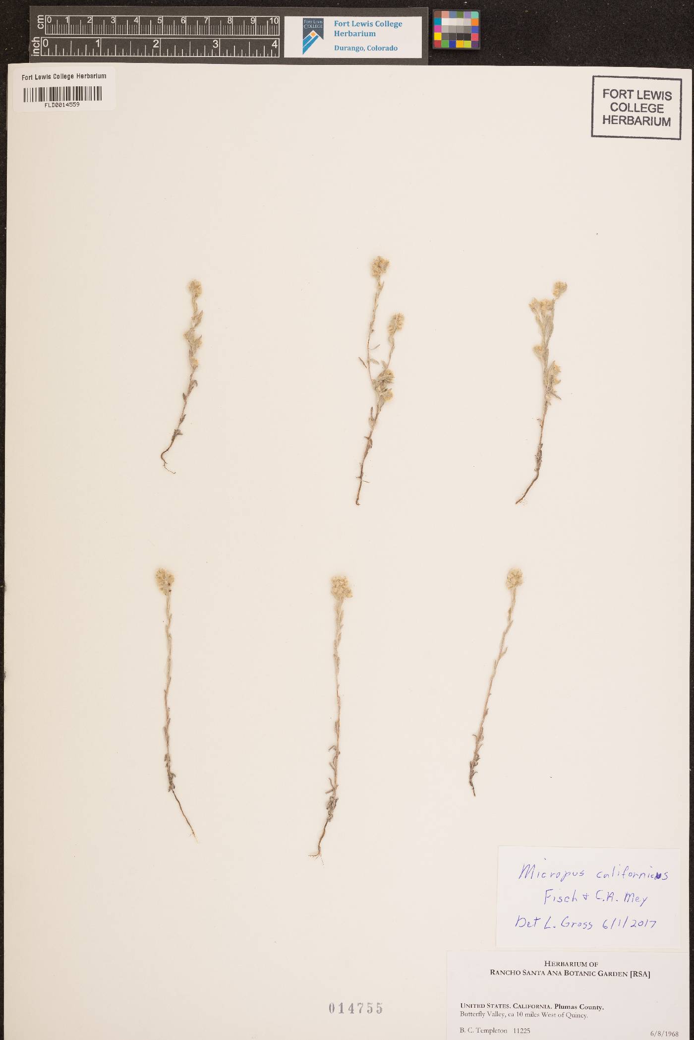 Micropus californicus image